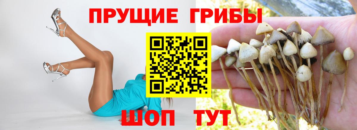 Звенигород  Галлюциногенные грибы GOLDEN TEACHER  Вход с VPN 